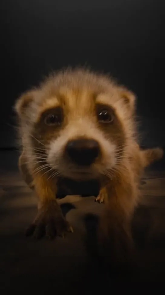 Baby Rocket for Guardians of the Galaxy 3