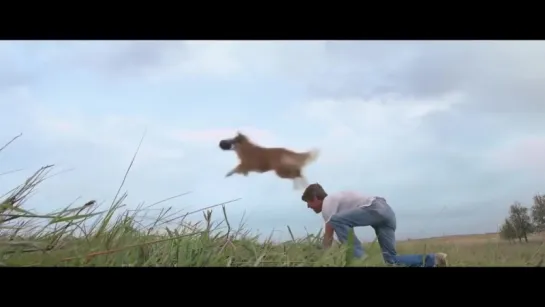 Собачья жизнь / Цель и жизнь собаки / A Dogs Purpose / 2017