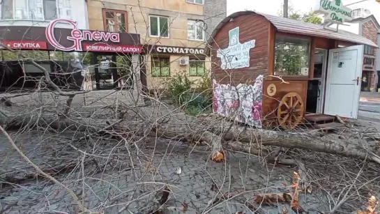 В Тирасполе на Балке ветром повалило дерево. Цветочный бутик – в метре от места падения