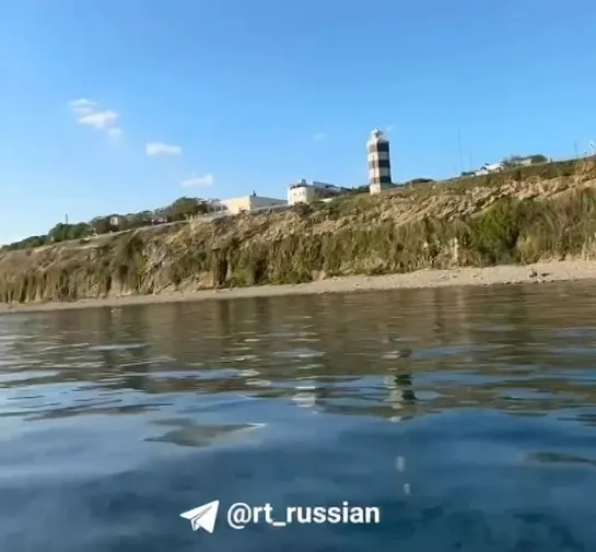 Нашествие медуз в Анапе: море стало похоже на желе