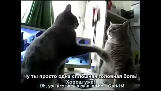 Котики! ^_^