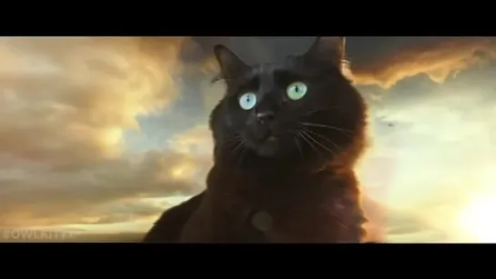 OwlKitty vs Godzilla fan trailer godzilla vs kong