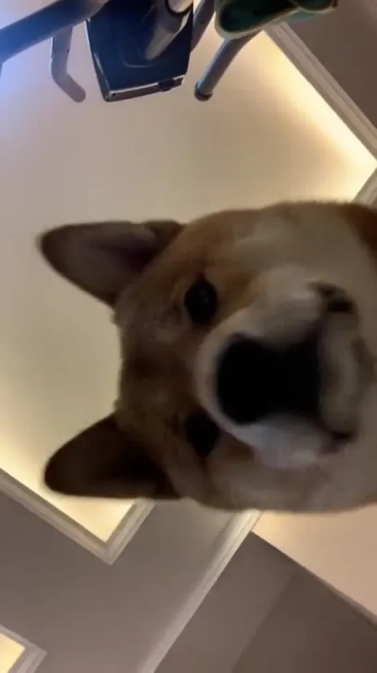 zsoe tiktok webm woof dog inu пес собака когда пришло уведомление сообщение реакция собаки пса