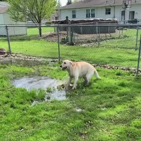 Стиви чудопёс чудо пёс stevie the wonderdog пёс забавно двигается и танцует в луже