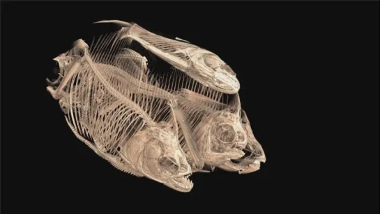 New 3D scanning campaign will reveal 20,000 animals in stunning detail