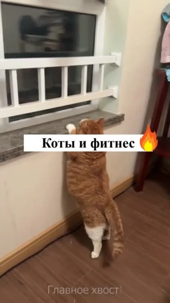 Мотивирующие котики 😾