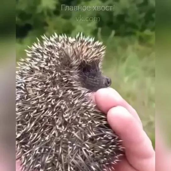 Забирай своих ёжиков малышек  🦔🤗