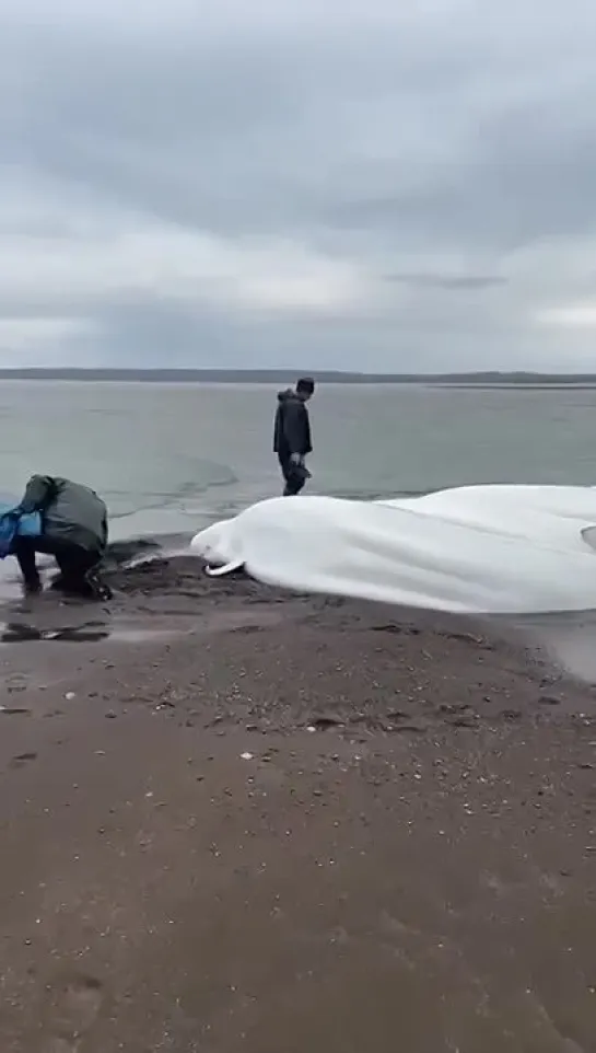 Семью белух вместе с детенышем выбросило на берег. Им помогли.