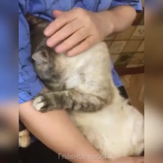 Как уговорить кота выпить лекарство 😻 (включите звук)