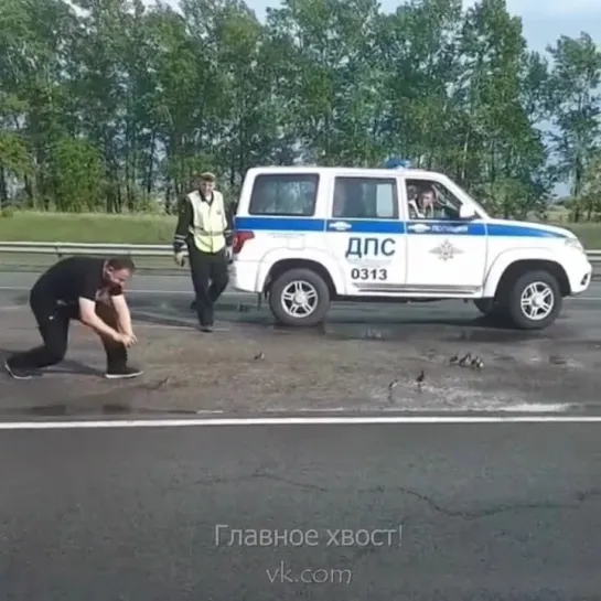 Помогли птенчикам перейти дорогу