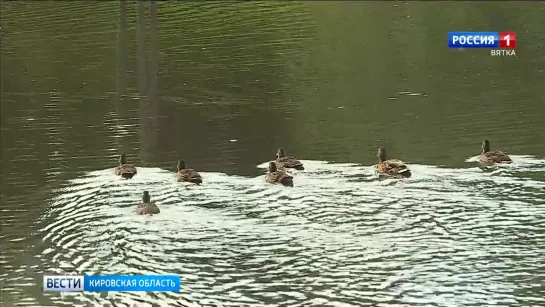 Обитателей пруда у Диорамы переселяют в другие водоемы