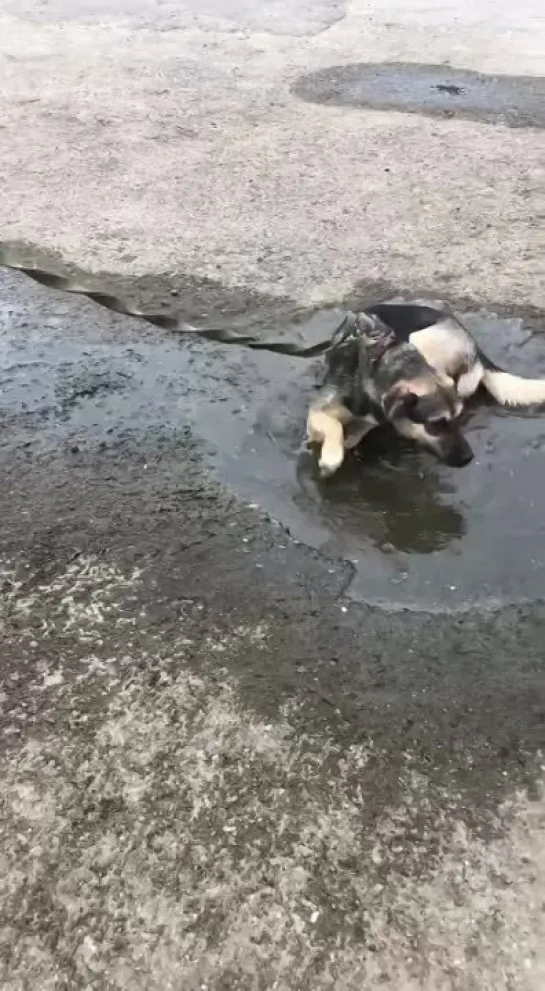 Расходись кто может 🤪💧

Принцесса Ассоль быстро сориентировалась 💁🏼‍♀️когда рядом оказался прохладный водоем💦

*Ассоль=;
Всё нор