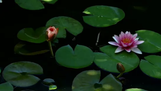 Water Lilies Blooming (Timelapse) © V. Di Nuzzo