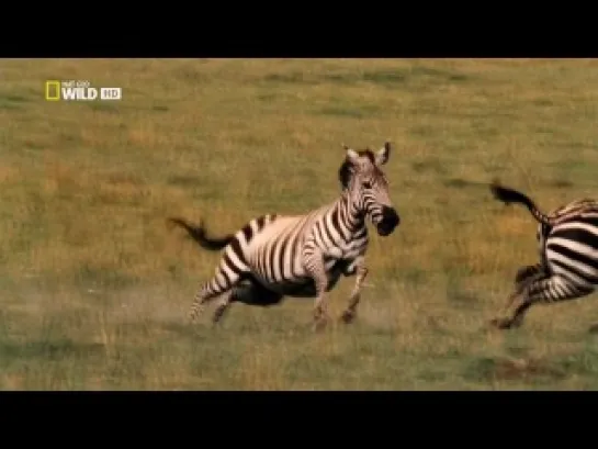 В великом краю Серенгети. National Geographic (Сильный фильм)