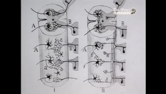 Из истории великих научных открытий (67). Сантьяго Рамон-и-Кахаль и нервные клетки.