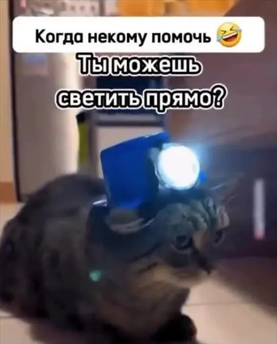 нормально свети кот