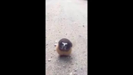 Boulder County Sheriffs Deputies meet their feathery match!