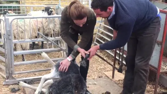 The Duchess of Cambridge sheep shearing