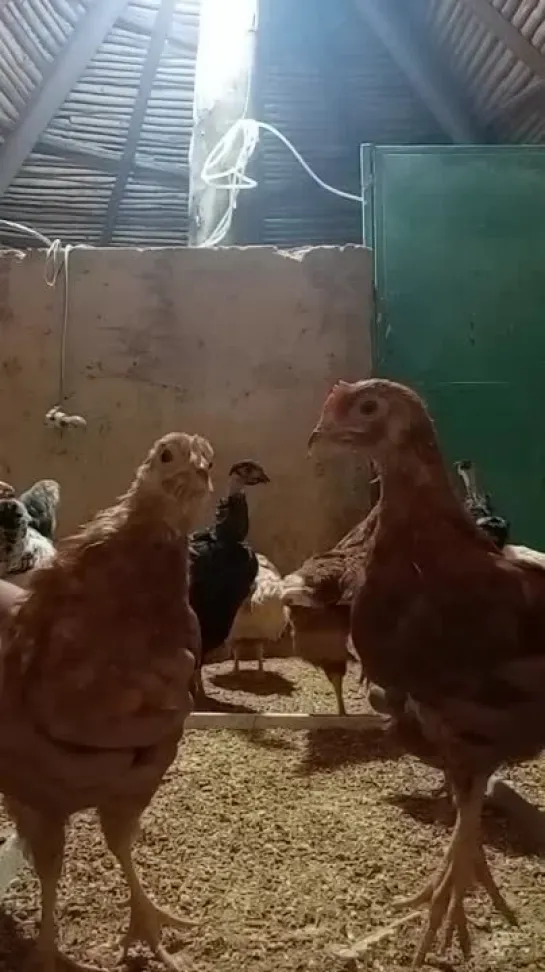 cocks.