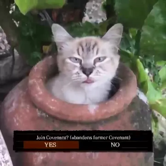 dark souls cat