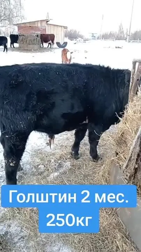 ДИНОЗАВР ИБАНЫЙ