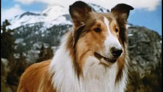 История Лесси / Hollywood Collection: The Story of Lassie