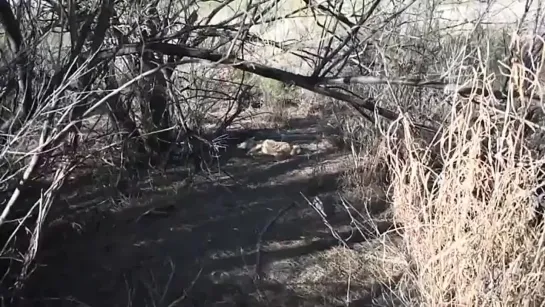 а ты думала мы шашлык в лесу будем жарить