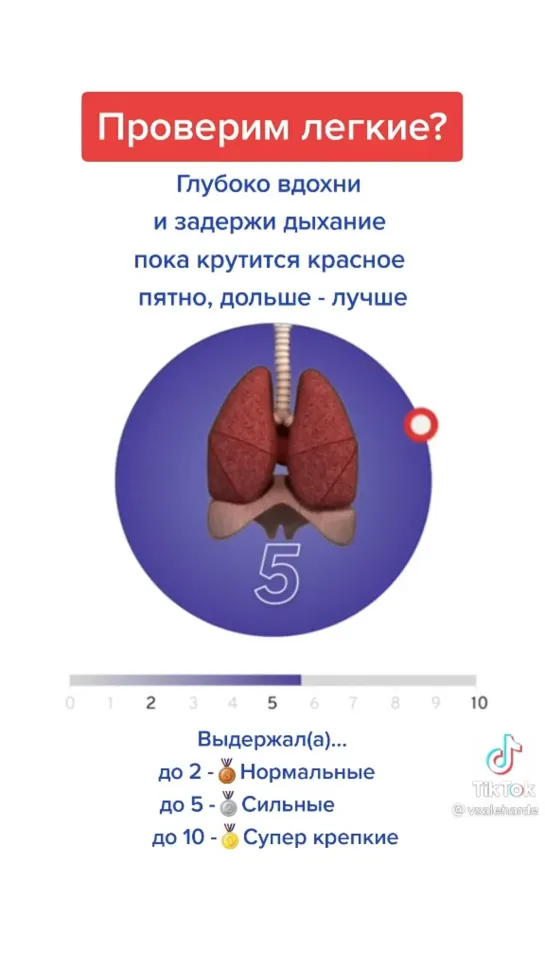 Работа лёгких