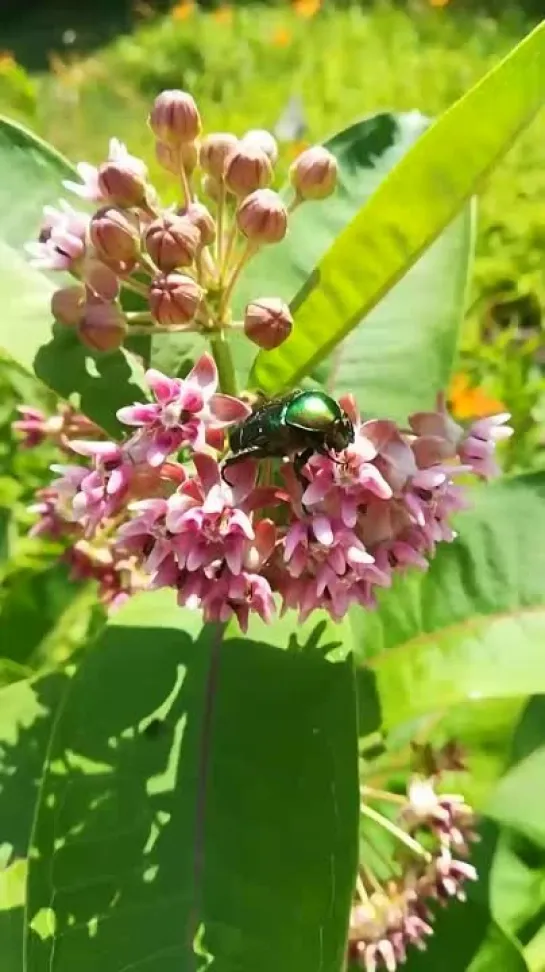 Video by Tatiana Bereznitska