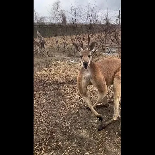 настоящий мужик