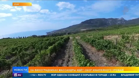 "Когда вино изумительное, слов не находишь": на виноградниках "Массандры" в Крыму идет сбор юбилейного урожая — винодельне испол