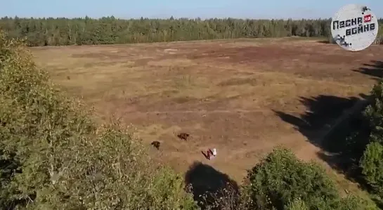 Даже самый бесстрашный воин, одержавший множество побед, робеет перед возлюбленной - такова сила любви ️