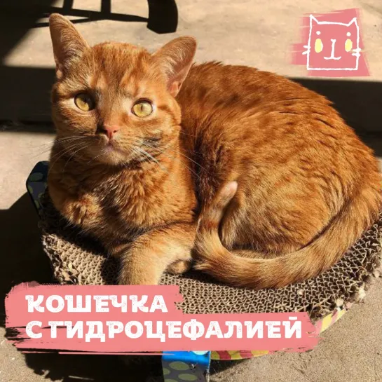 Котенок Тейт с гидроцефалией