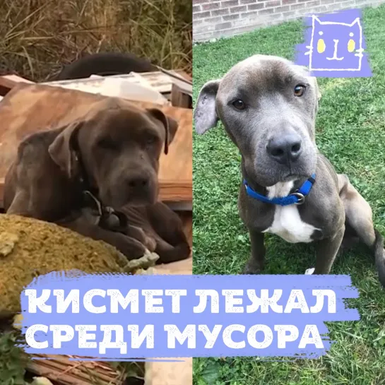 Тощий пес Кисмет погибал в куче мусора