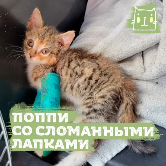 Котенок Поппи со сломанными лапами