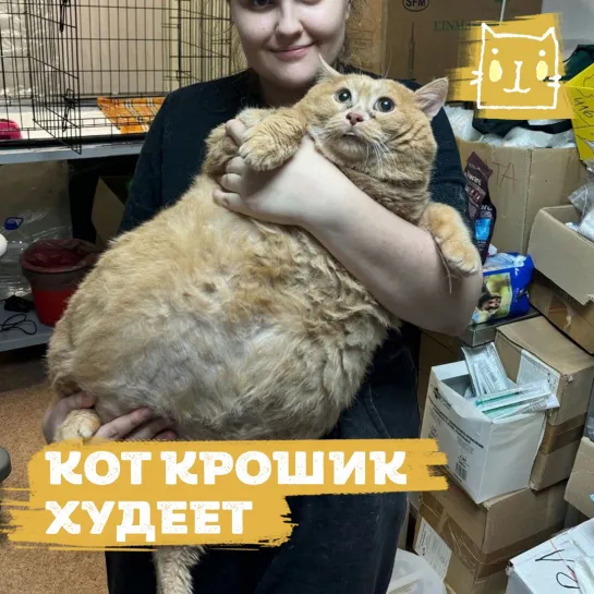 Толстый кот Крошик пытается похудеть