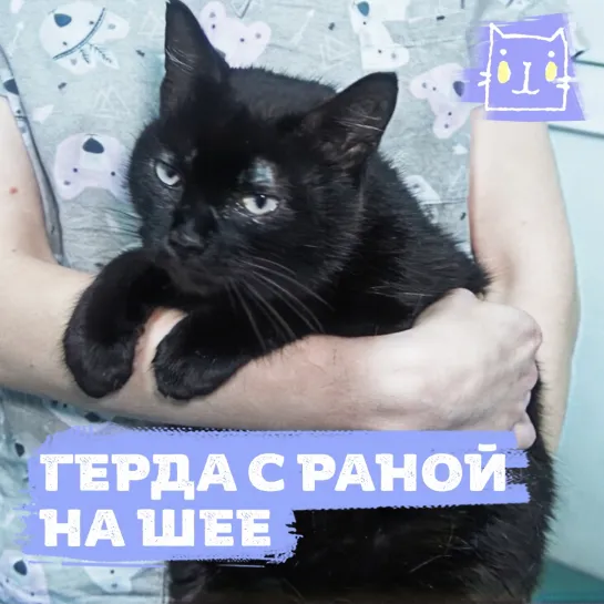 Кошечка Герда с раной на шее