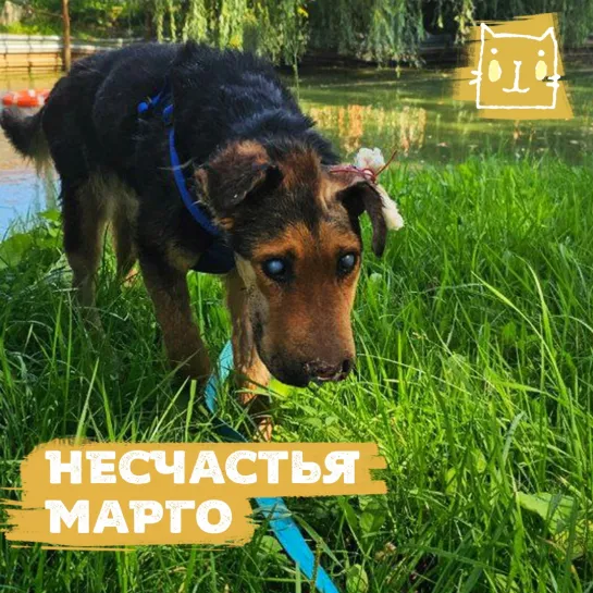 Беды собаки Марго