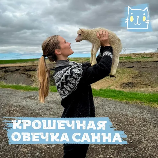 Исландская овечка Санна смогла выжить