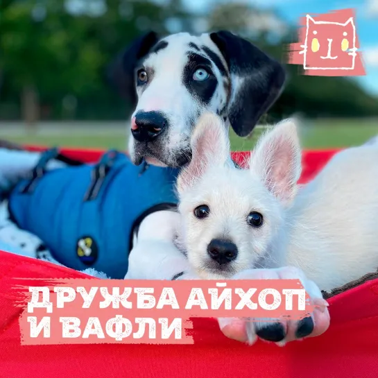 Дружба собачек Айхоп и Вафли