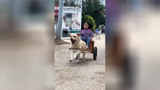 В Китае песик забирает свою маленькую хозяйку из школы