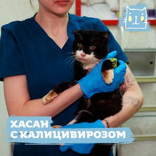 В Омске спасают кота Хасана