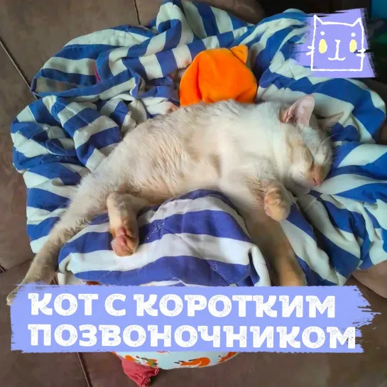 Кот Готоэльо с коротким позвоночником