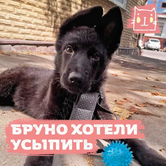 Щенку Бруно нужна помощь