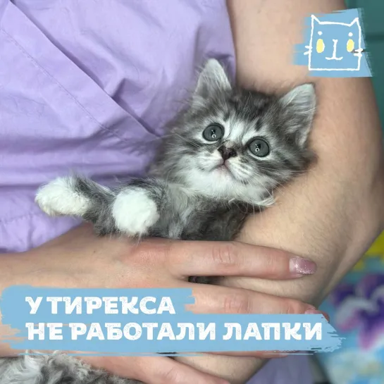 Котенок Тирекс смог встать на лапки