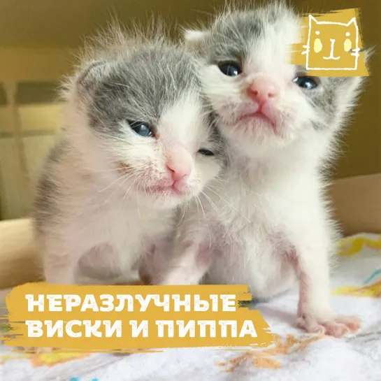 Неразлучные котята Виски и Пиппа