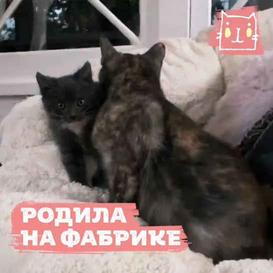 Кошка Пирожок родила на фабрике