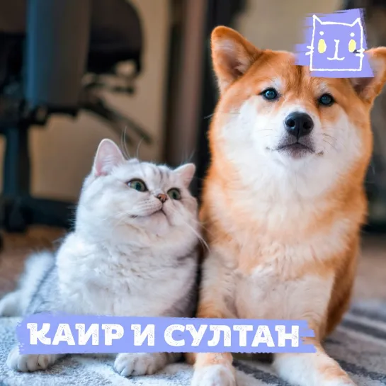 Сиба-ину Каир дружит с котиком Султаном