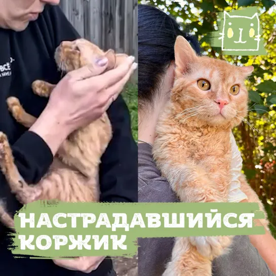 Кот Коржик голодал на улице