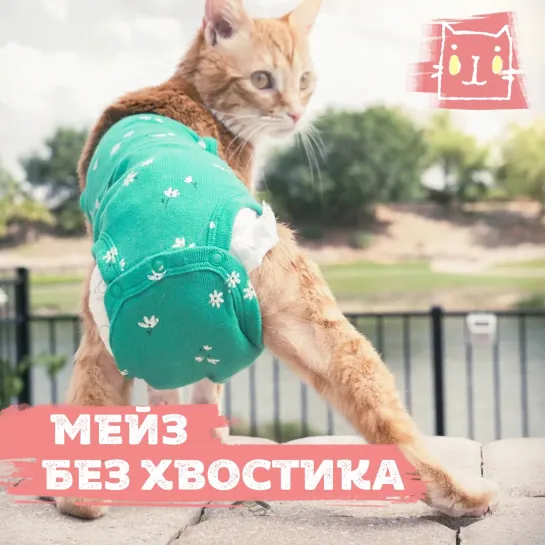 Особенная кошка Мейз без хвостика